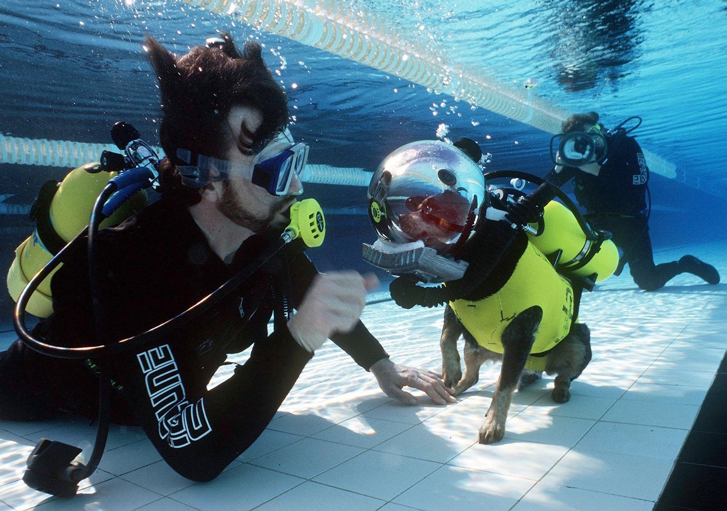 SYDNEY, AUSTRALIA - SEPTEMBER 10: This file photo from January shows "Hooch" (C) enjoying a scuba diving lesson with her owner Sean Herbert (L) in a pool near Sydney. "Hooch," a cross between a cattle dog and a King Charles spaniel, has made 14 scuba dives and 53 parachute jumps but has been forced to retire 10 September after she broke her leg falling out of bed. (Photo credit should read JAY TOWN/AFP/Getty Images)