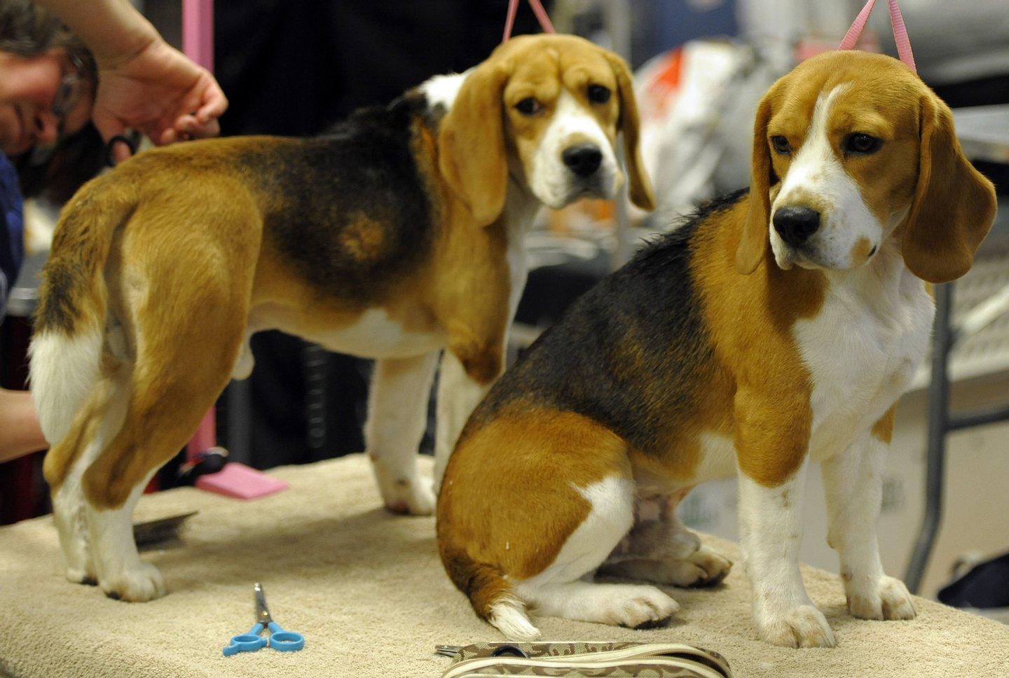A pair of Beagles on the grooming table during the 136th Westminster Kennel Club Annual Dog Show held at Madison Square Garden. February 13, 2012. AFP PHOTO / TIMOTHY A. CLARY (Photo credit should read TIMOTHY A. CLARY/AFP/Getty Images)