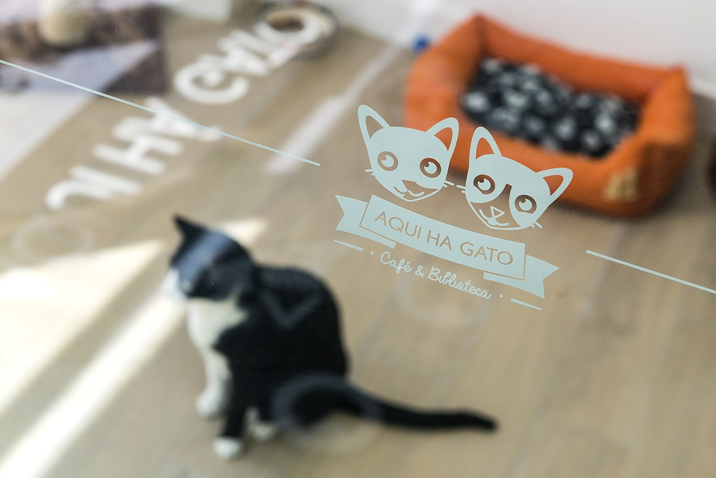 Aqui Há Gato já abriu o primeiro cat café de Lisboa Observador