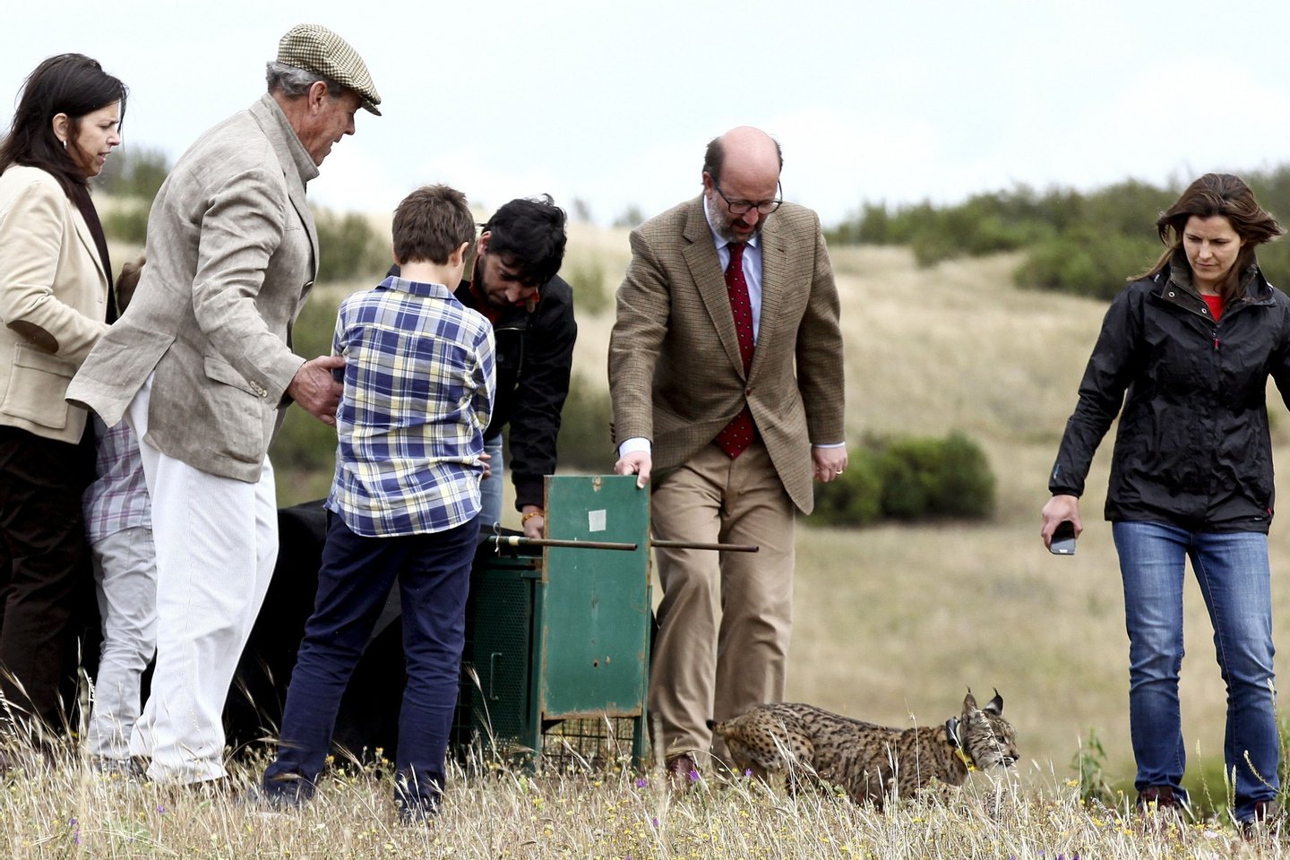 Release of an Iberian lynx Mistral