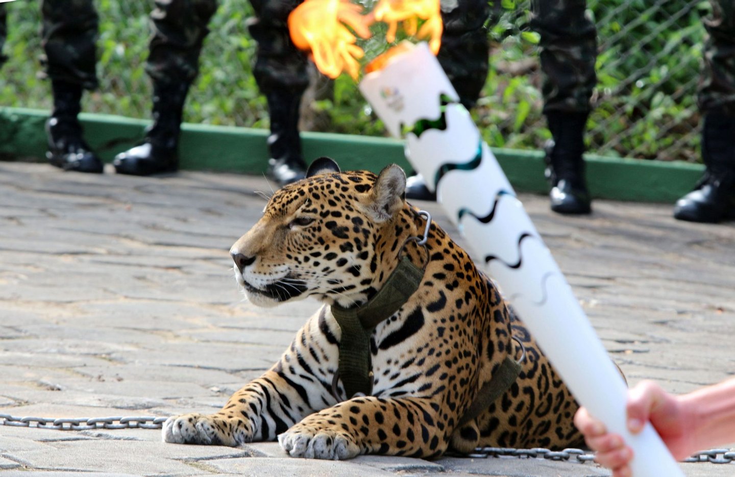The Olympic Torch, hold by an athlete, is seen by a jaguar --symbol of Amazonia-- during a ceremony in Manaus, northern Brazil, on June 20, 2016. The jaguar, who was named Juma and lived in the local zoo, had to be shot dead by soldiers shortly after the ceremony when he escaped and attacked a veterinarian despite having been hit four times with tranquilizing darts. / AFP / Diario do Amazonas / Jair Araujo (Photo credit should read JAIR ARAUJO/AFP/Getty Images)