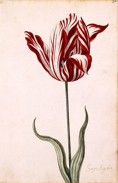387px-Semper_Augustus_Tulip_17th_century