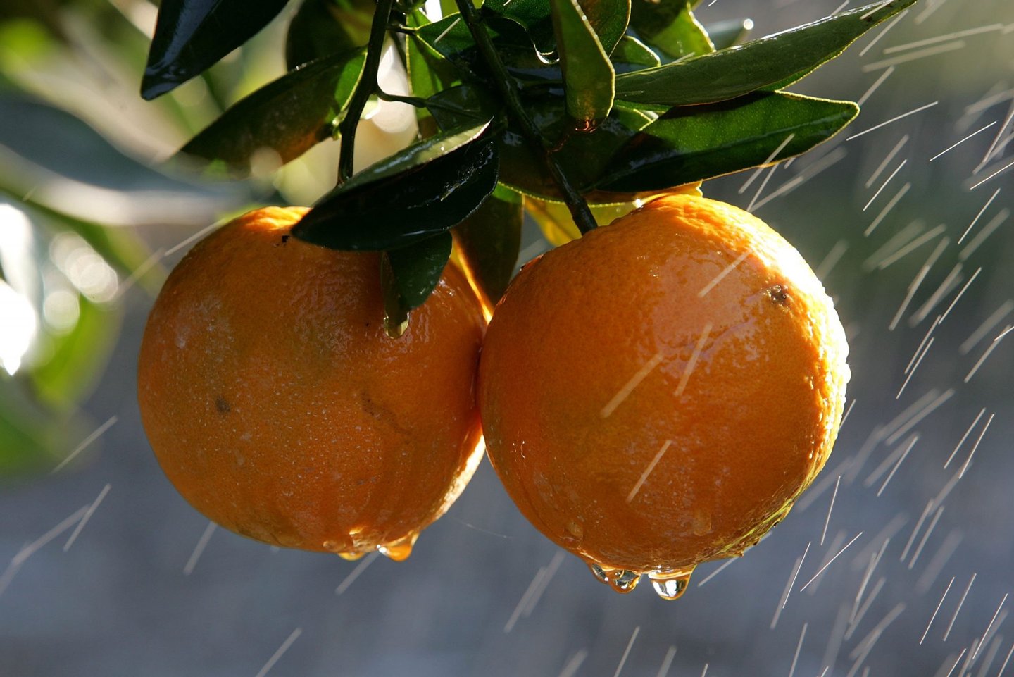 FRESNO, CA - JANUARY 16: Oranges are sprayed with water to melt the ice frozen over them at the Keith A. Nilmeier Farms January 16, 2007 in Fresno, California. An estimated 70% of California's citrus crops have been damaged by a severe cold snap that is bringing below freezing temperatures to California's central valley and is expected to continue through Sunday. (Photo by Justin Sullivan/Getty Images)