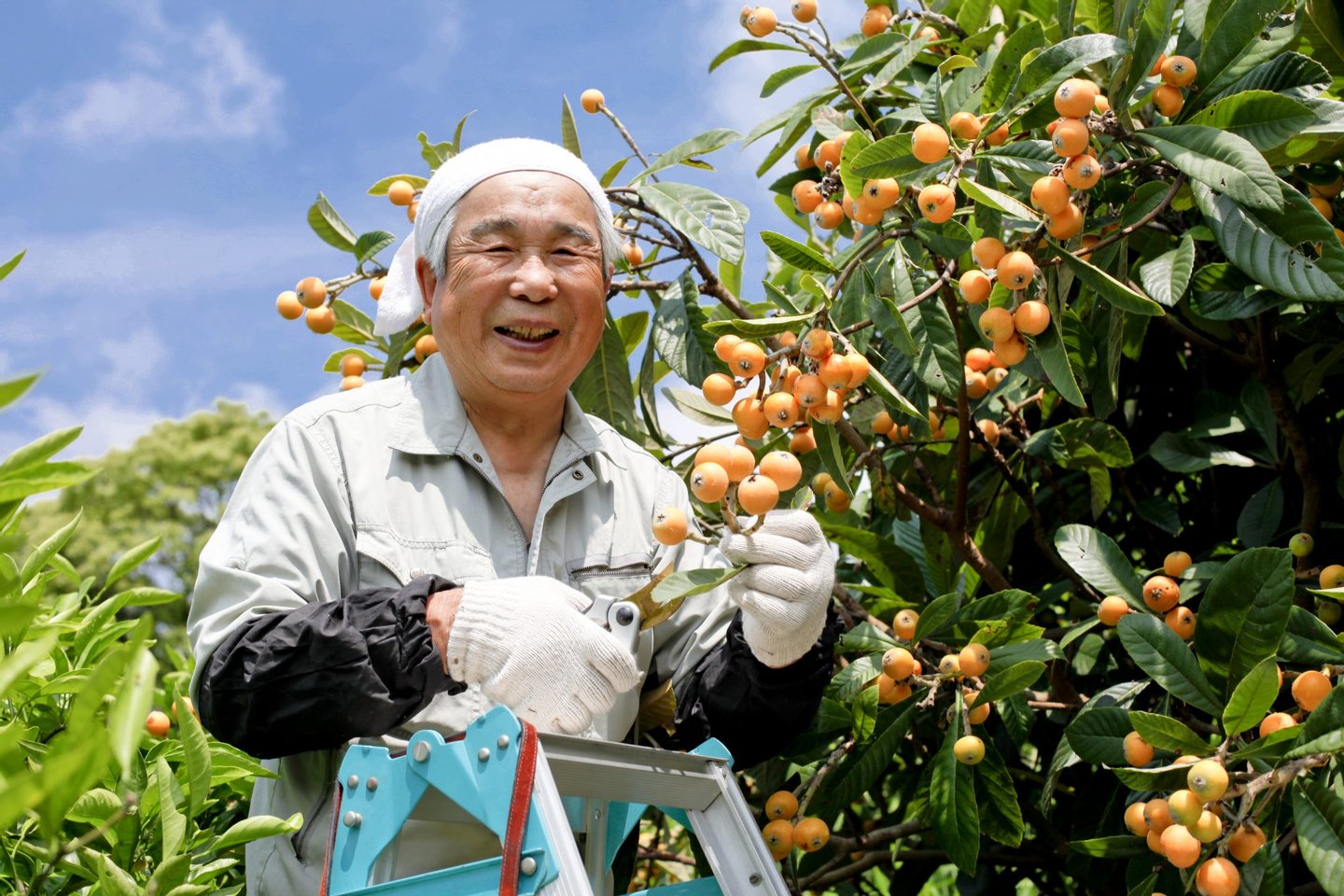 Loquat, Beauty In Nature, Vegetable Garden, Orchard, Flowerbed, Steps, Ladder, Senior Adult, Smiling, Moving Up, Working, Picking, Harvesting, Japanese Ethnicity, Asian Ethnicity, Action, Mobility, Freshness, Growth, Idyllic, Multi Colored, Bright, Green Color, Wood - Material, Full, Healthcare And Medicine, Rural Scene, Cheerful, Farmer, Occupation, Taiwan, Japan, China - East Asia, Fruit, Ripe, Crop, Summer, Staircase, Farm, Village, Sunshine Tree, It's Sunny, Jason Day - Actor, The Yellow Race, 
