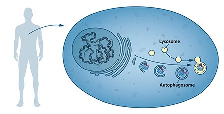 Our cells have different specialized compartments. Lysosomes constitute one such compartment and contain enzymes for digestion of cellular contents. A new type of vesicle called autophagosome was observed within the cell. As the autophagosome forms, it engulfs cellular contents, such as damaged proteins and organelles. Finally, it fuses with the lysosome, where the contents are degraded into smaller constituents. This process provides the cell with nutrients and building blocks for renewal.