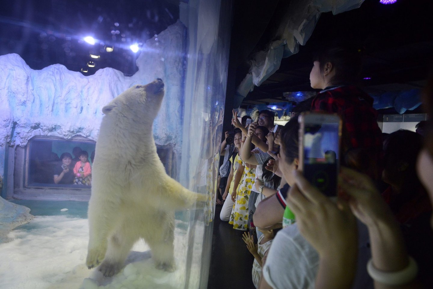 TOPSHOT - This picture taken on July 24, 2016 shows visitors taking photos of a polar bear inside its enclosure at the Grandview Mall Aquarium in the southern Chinese city of Guangzhou. A Chinese aquarium holding a forlorn-looking polar bear named Pizza said on September 20 it has "no need" for foreign interference, after activists offered to move the animal to a British zoo. / AFP / - (Photo credit should read -/AFP/Getty Images)
