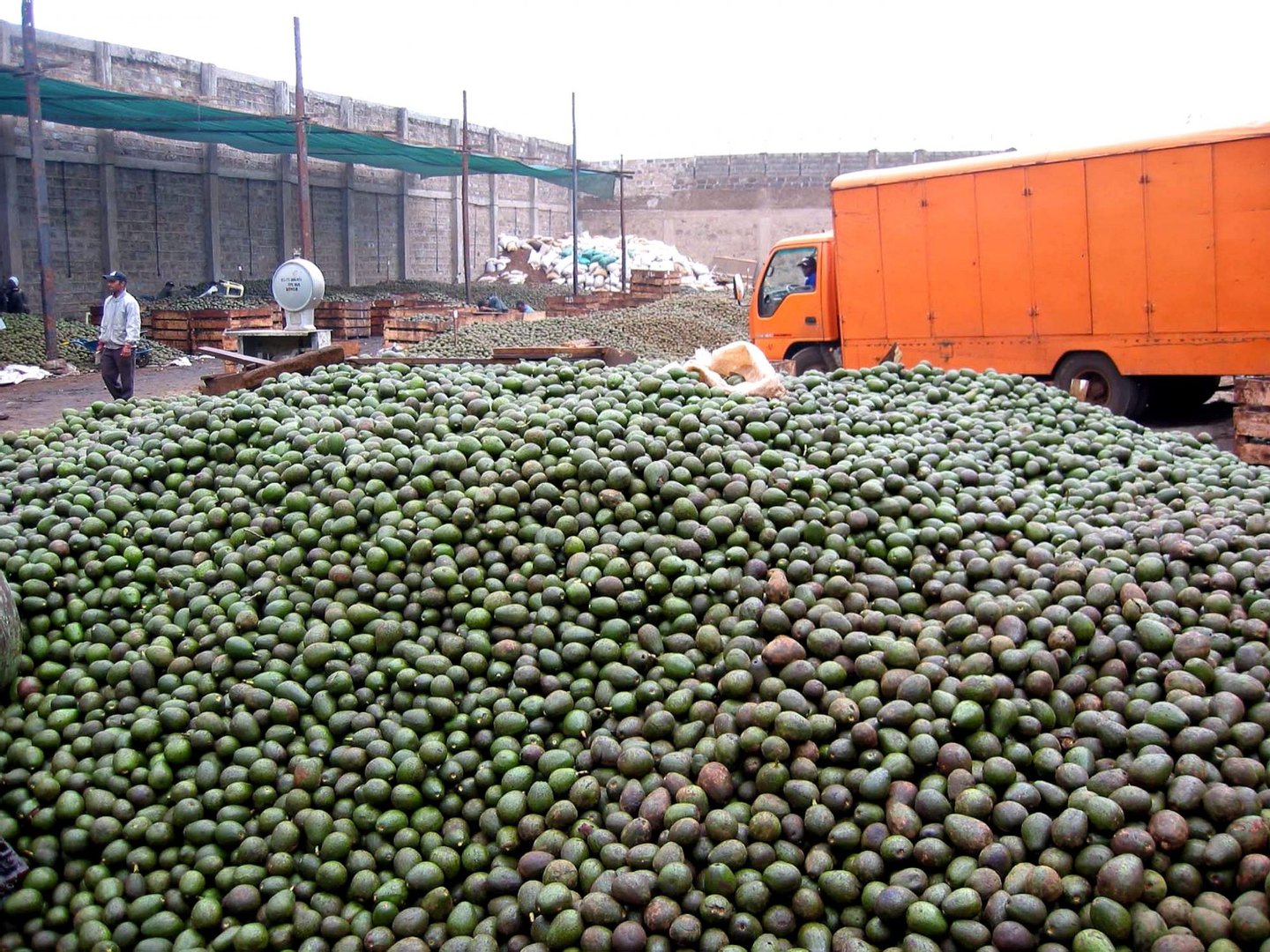 Oil will be extracted from avocados like these to be used in cos