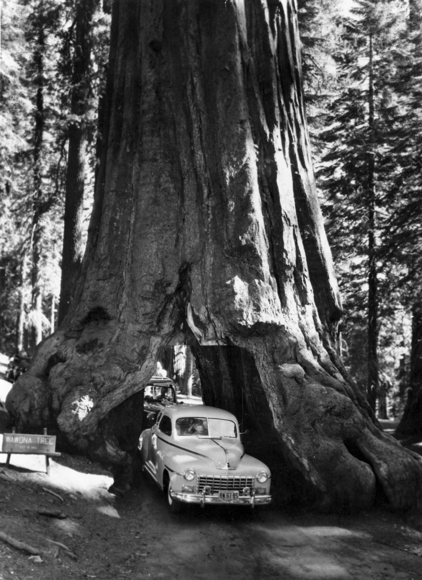 circa 1955: A tall redwood tree, or Sequoia, the common name for a group of huge, majestic evergreen trees of the cypress family in California, through which a road has been cut. (Photo by Three Lions/Getty Images)