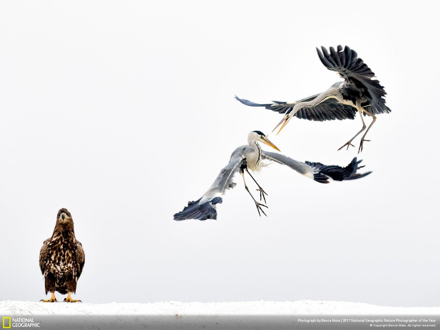 As Melhores Das Melhores National Geographic Anuncia As Fotografias