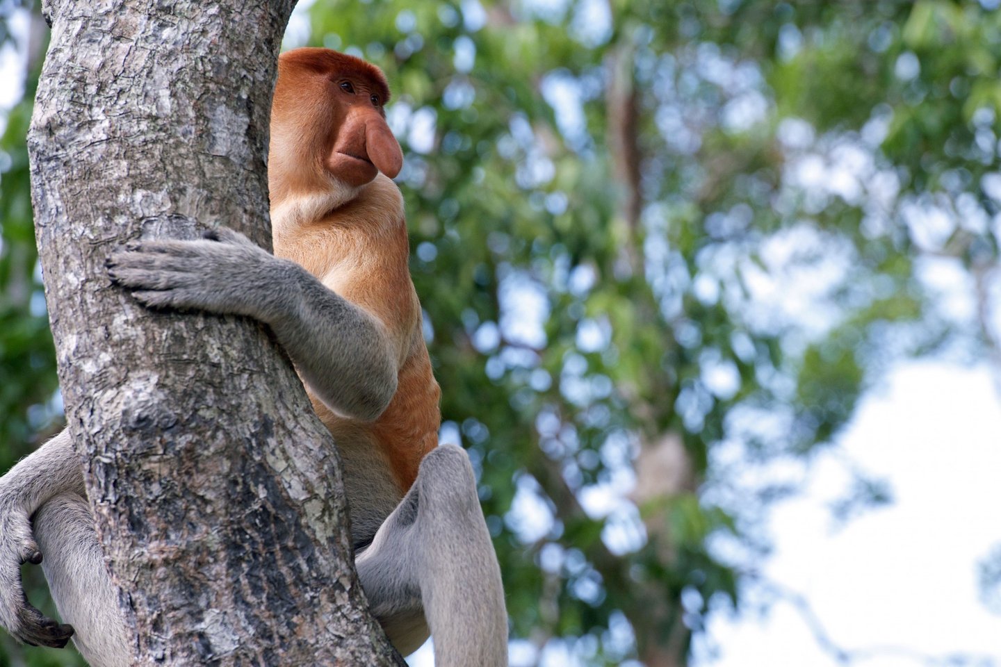 Pra fazer Efeito: Animais esquisitos no Brasil