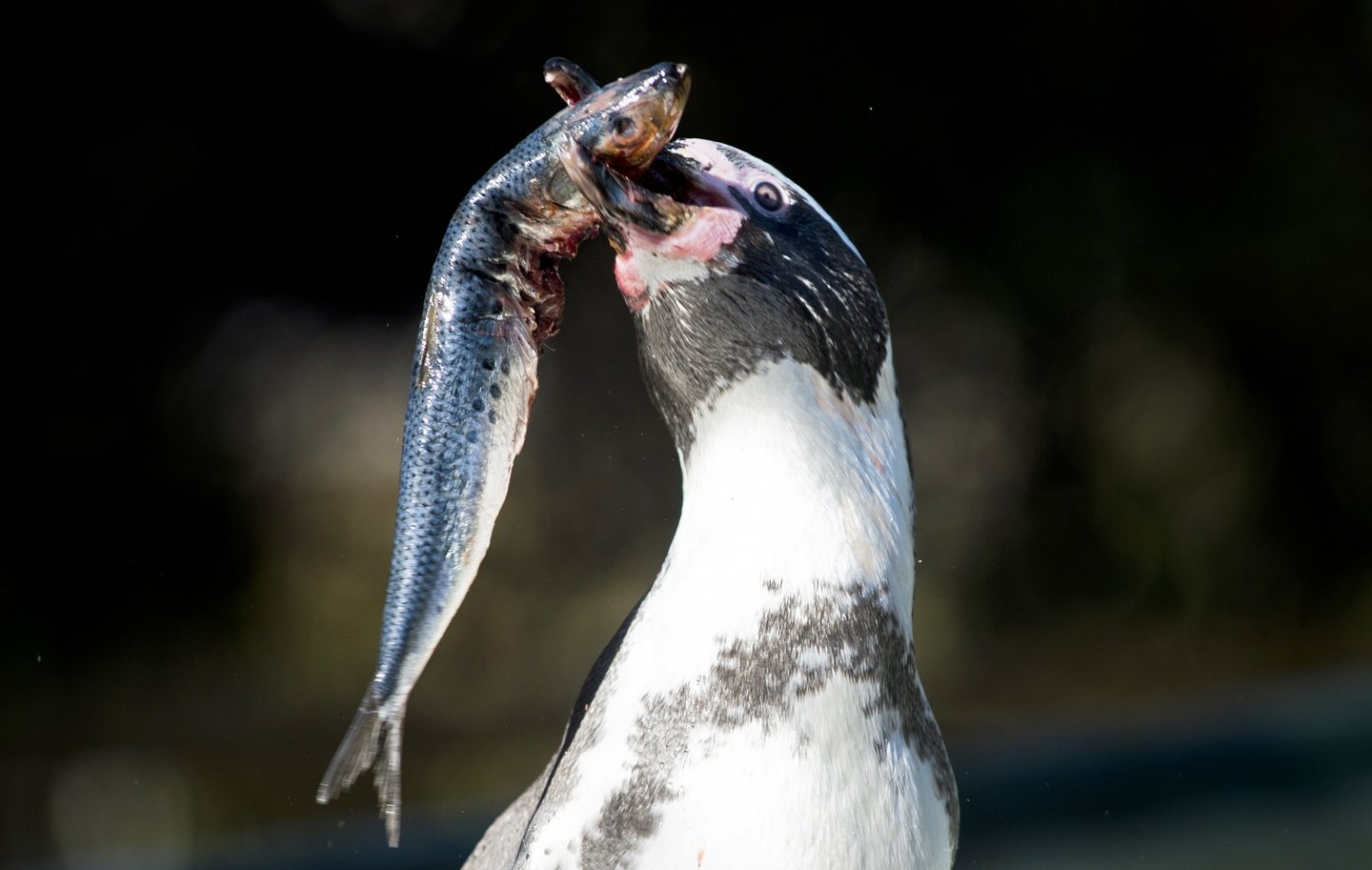 Dezassete animais com hábitos (muito) estranhos – Observador