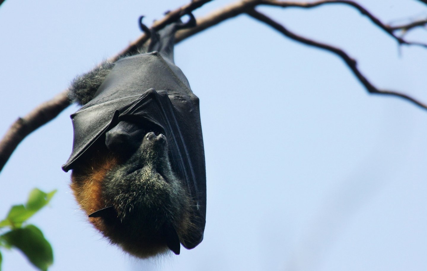 Dezassete animais com hábitos (muito) estranhos – Observador