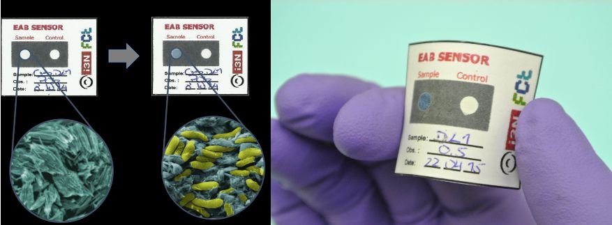 bacterias02