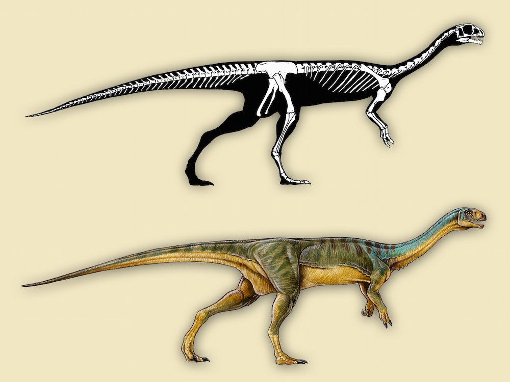 Descoberto novo T.Rex herbívoro no Chile – Observador
