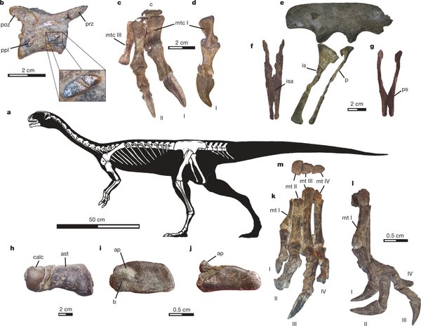 Um gigante chileno: Atacamaticán, um dinossauro herbíforo