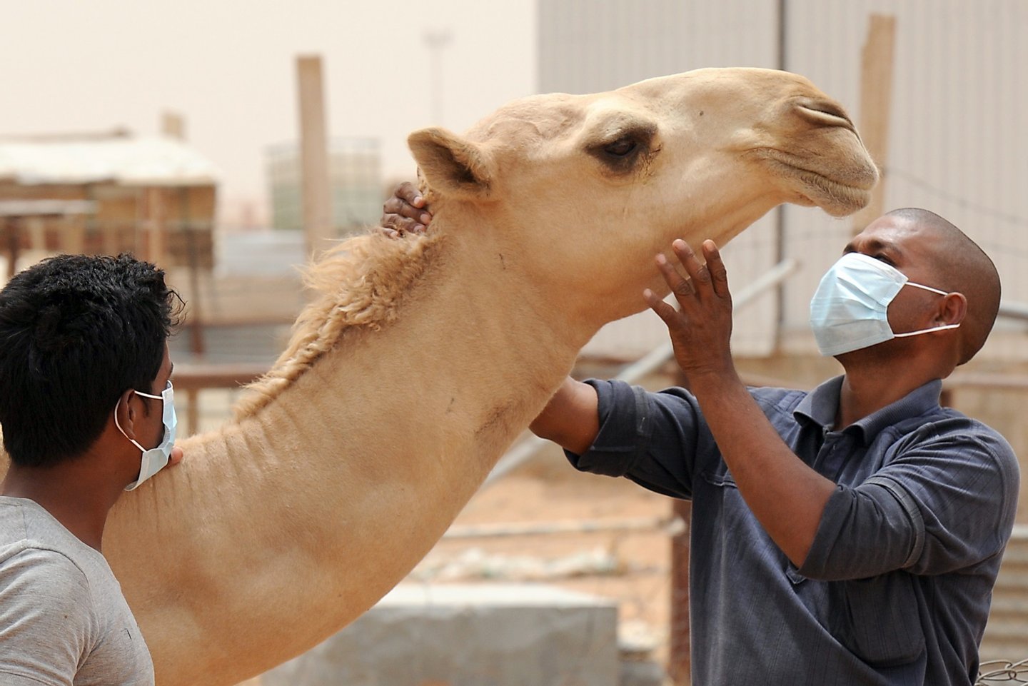 An Indian worker wears a mouth and nose mask as he touches a camel at his Saudi employer's farm on May 12, 2014 outside Riyadh. Saudi Arabia has urged its citizens and foreign workers to wear masks and gloves when dealing with camels to avoid spreading the Middle East Respiratory Syndrome (MERS) coronavirus as health experts said the animal was the likely source of the disease.  AFP PHOTO/FAYEZ NURELDINE        (Photo credit should read FAYEZ NURELDINE/AFP/Getty Images)