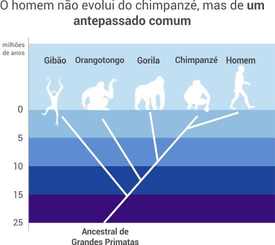 arvore_evolucao_humano