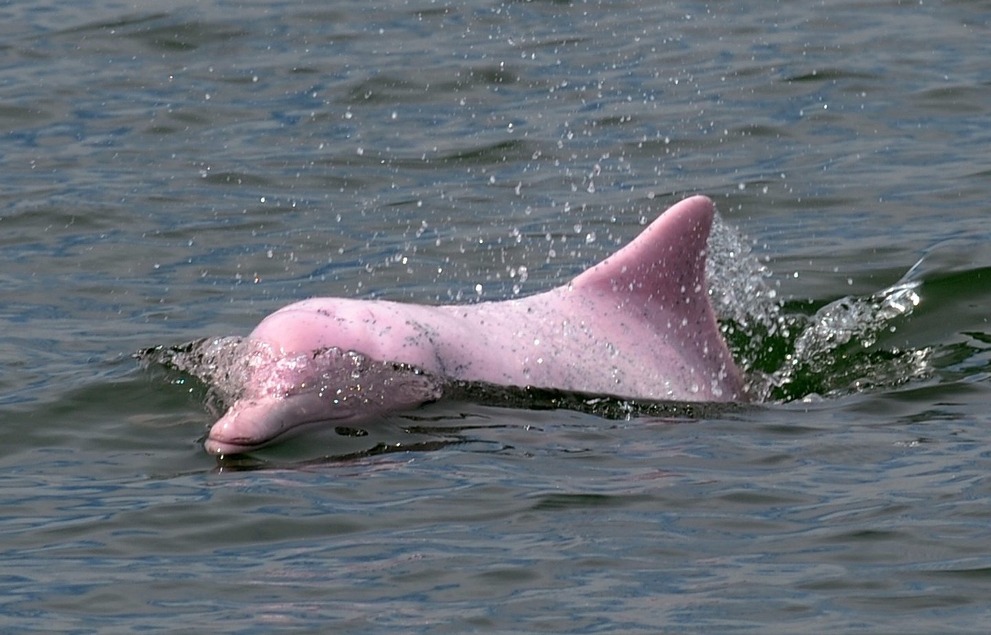 Pinky A Golfinho Cor De Rosa Observador