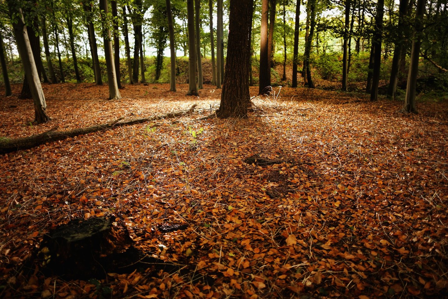 KNUTSFORD, UNITED KINGDOM - OCTOBER 21: Autumnal leaves carpet a woodland floor in the Cheshire countryside on October 21, 2013 in Knutsford, United Kingdom. The mild weather in the United Kingdom has delayed Autumn by up to two weeks according to statistics by The Woodland Trust. Members of the public have submitted their observations to the trust's Nature's Calendar which shows that the traditional Autumn tints are finally appearing on ash, elder, oak and horse chestnut. (Photo by Christopher Furlong/Getty Images)