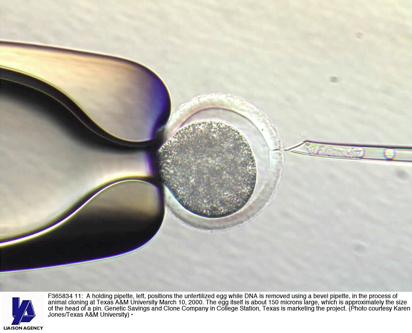F365834 11: A Holding Pipette, Left, Positions The Unfertilized Egg While Dna Is Removed Using A Bevel Pipette, In The Process Of Animal Cloning At Texas A&M University March 10, 2000. The Egg Itself Is About 150 Microns Large, Which Is Approximately The Size Of The Head Of A Pin. Genetic Savings And Clone Company In College Station, Texas Is Marketing The Project. (Photo By Getty Images)