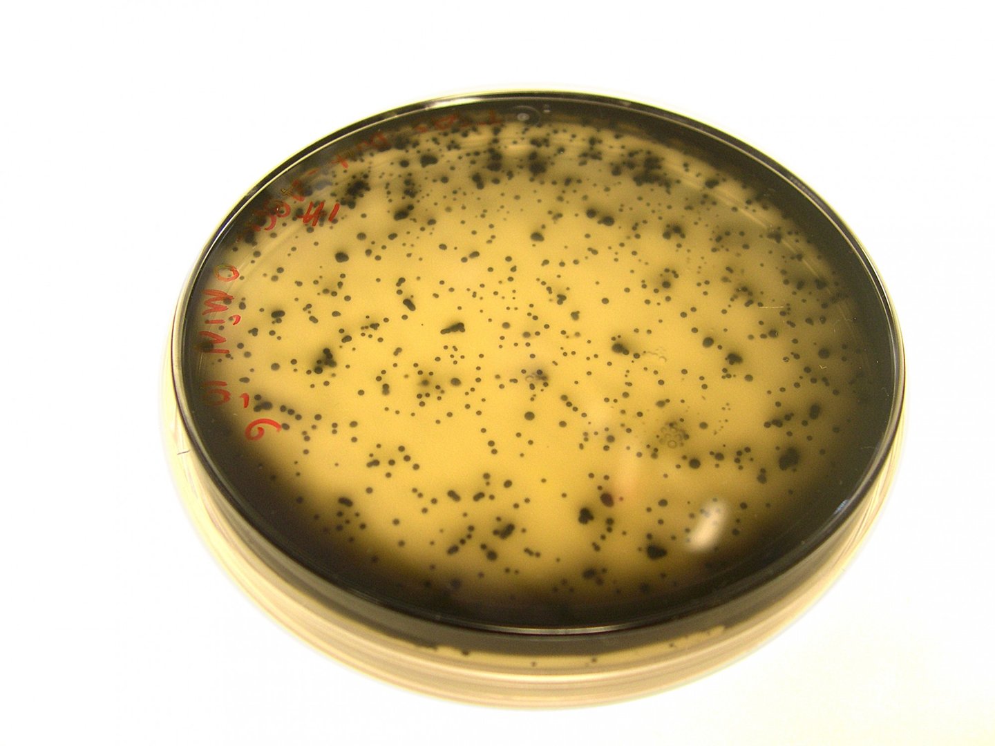 Colónias de bactérias redutoras de sulfato em placa de Petri. Tal como no seu habitat, as bactérias crescidas no laboratório apresentam uma cor preta característica, devido à presença do sulfureto (o produto final da respiração destas bactérias). Créditos: Inês Cardoso Pereira Lab, ITQB
