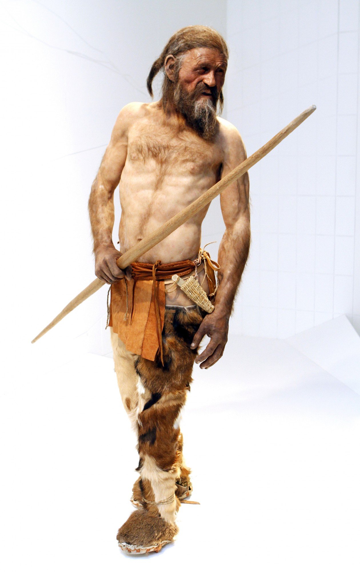TO GO WITH STORY BY PIERRE FEUILLY A statue representing an iceman named Oetzi, discovered on 1991 in the Italian Schnal Valley glacier, is displayed at the Archaeological Museum of Bolzano on February 28, 2011 during an official presentation of the reconstrution. Based on three-dimensional images of the mummy's skeleton as well as the latest forensic technology, a new model of the living Oetzi has been created by Dutch experts Alfons and Adrie Kennis. AFP PHOTO / Andrea Solero (Photo credit should read Andrea Solero/AFP/Getty Images)
