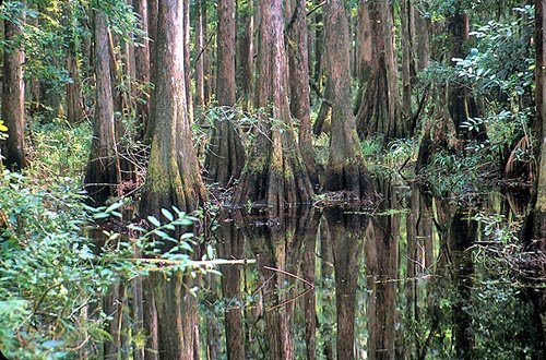 pcypress