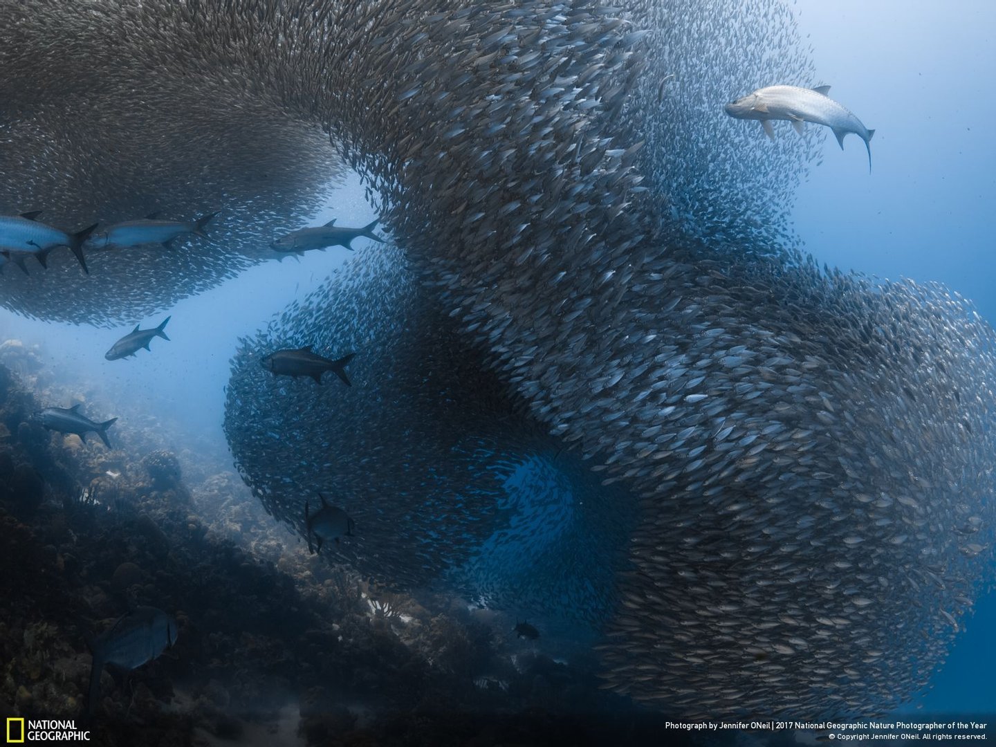 As melhores das melhores. National Geographic anuncia as 36 fotografias