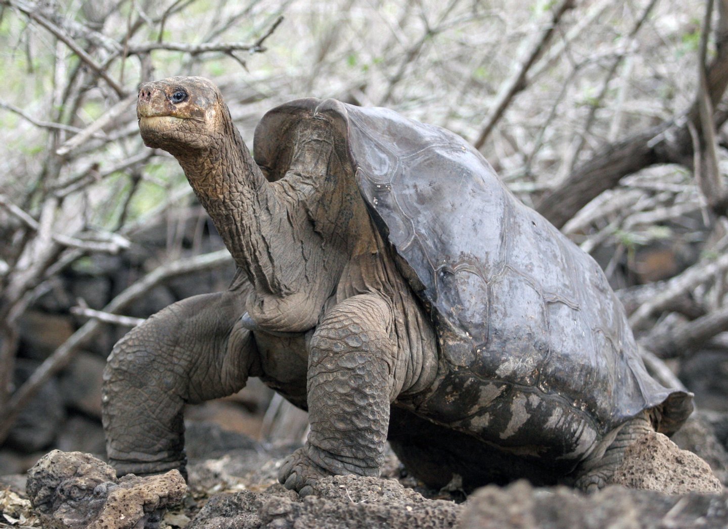 Expedição nas Galápagos encontra tartarugas que eram consideradas extintas
