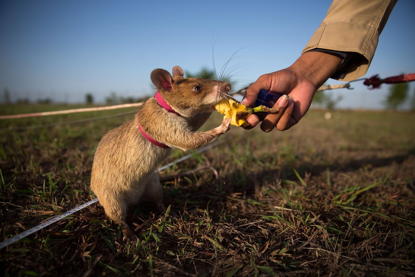 Sommer Rat