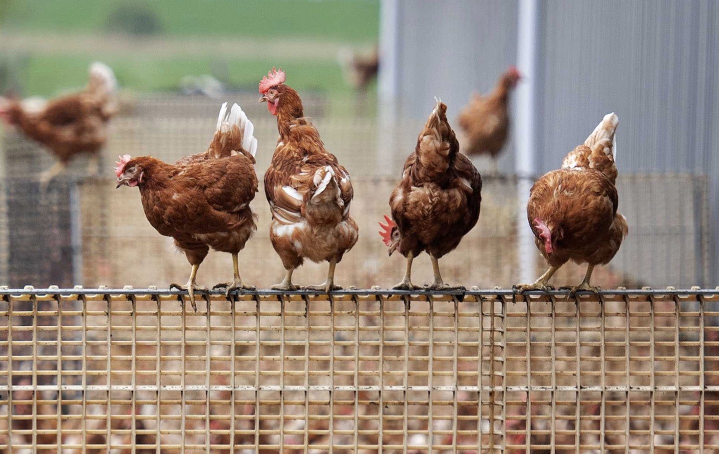 Aves devem ficar em confinamento para prevenir contacto com vírus da gripe aviária