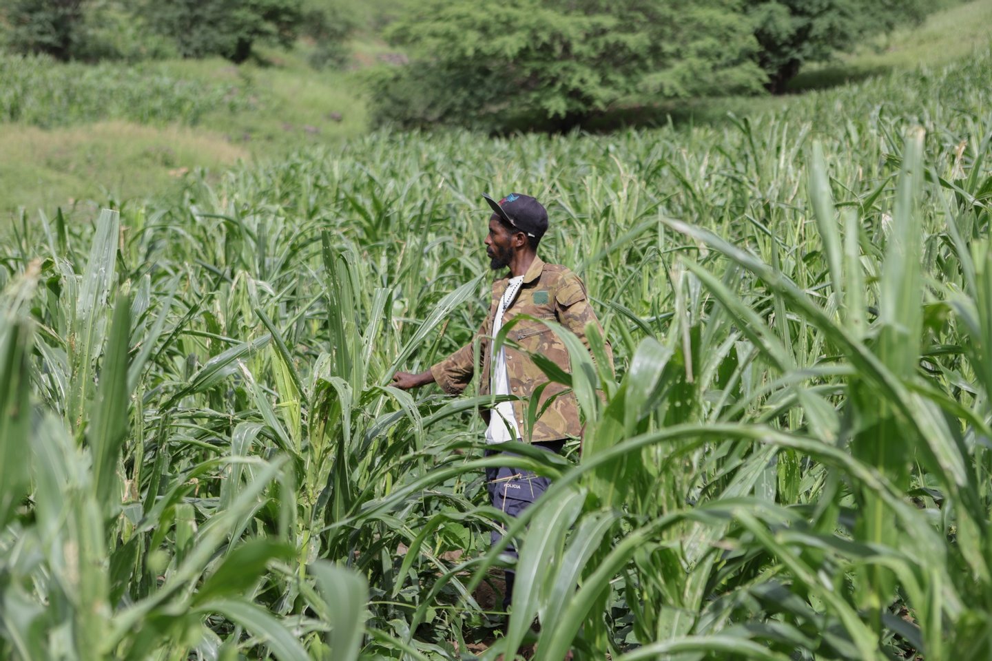 Estudo aponta imigrantes como fundamentais para sucesso agrícola no sudoeste alentejano