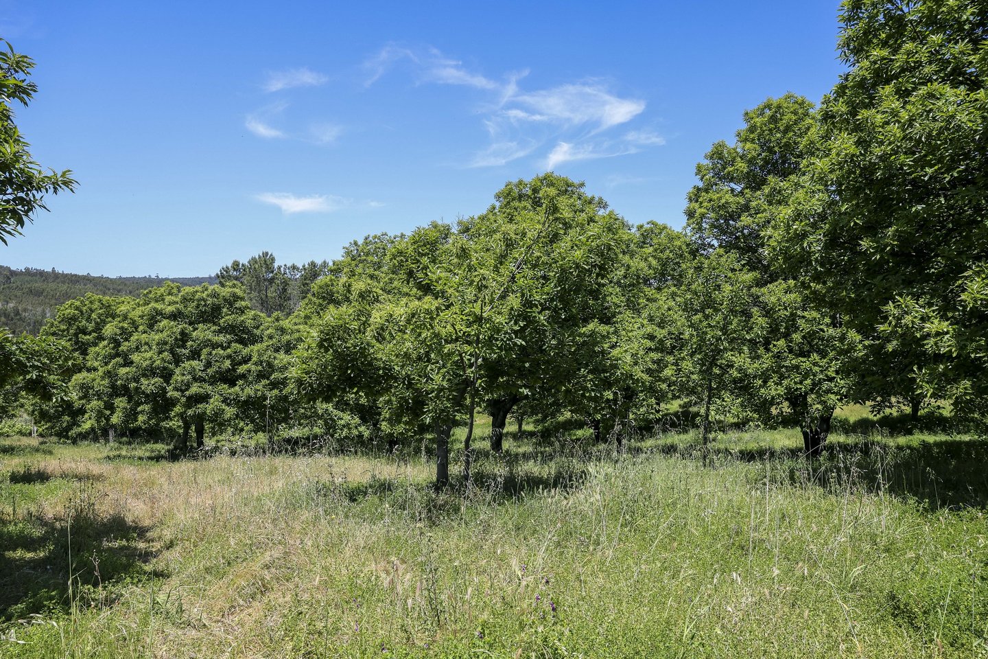 Certificação florestal pode favorecer a biodiversidade