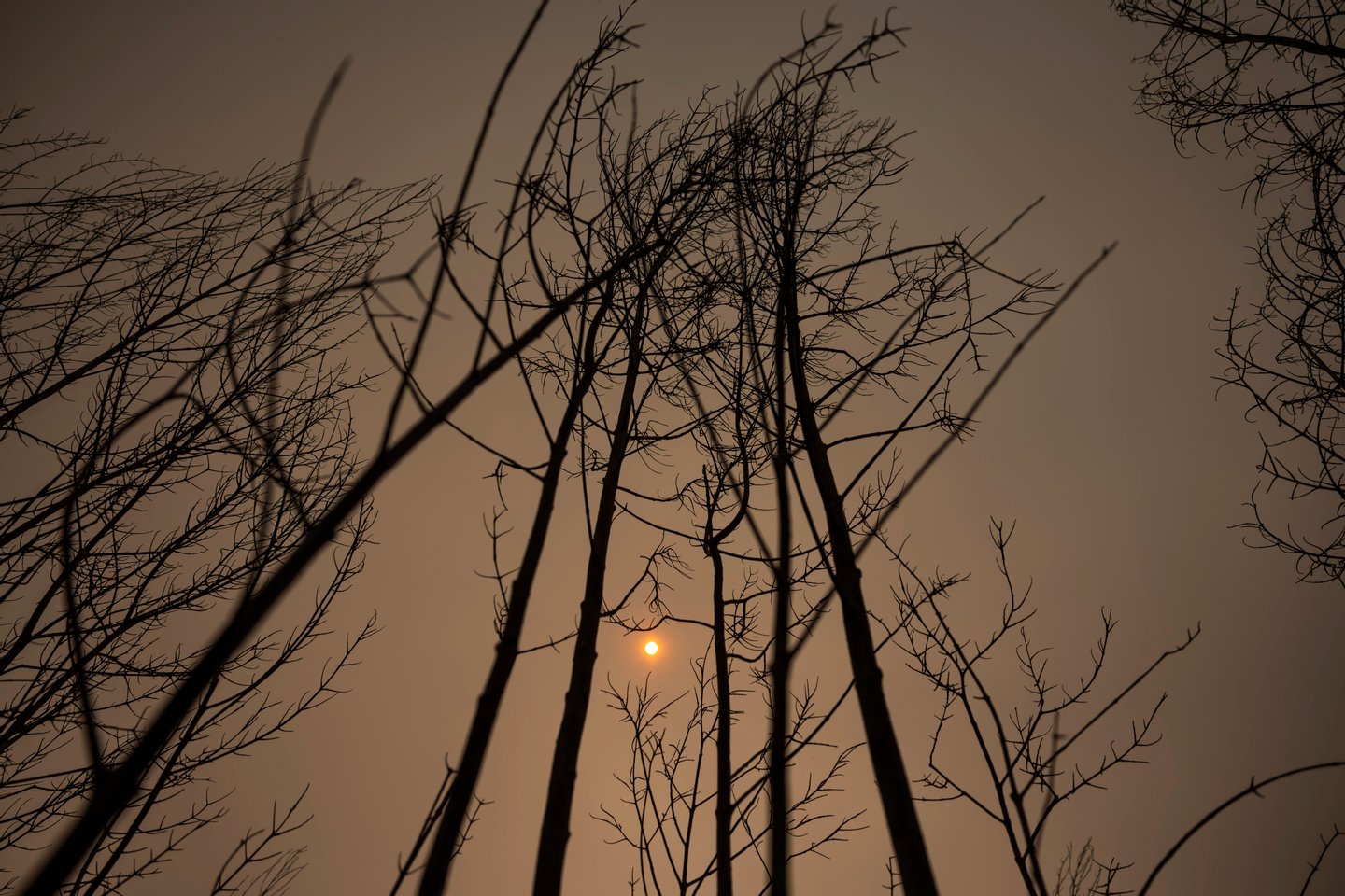 Município de Albergaria-a-Velha vai intervir nas zonas afetadas pelos incêndios