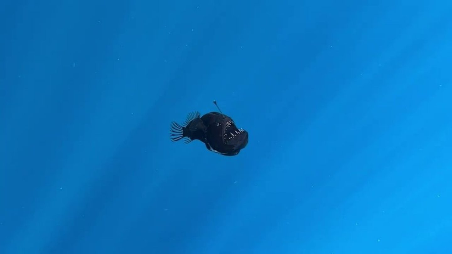 Um peixe-diabo preto ou um tamboril abissal foi avistado em plena luz do dia perto da costa de Tenerife, diz ONG