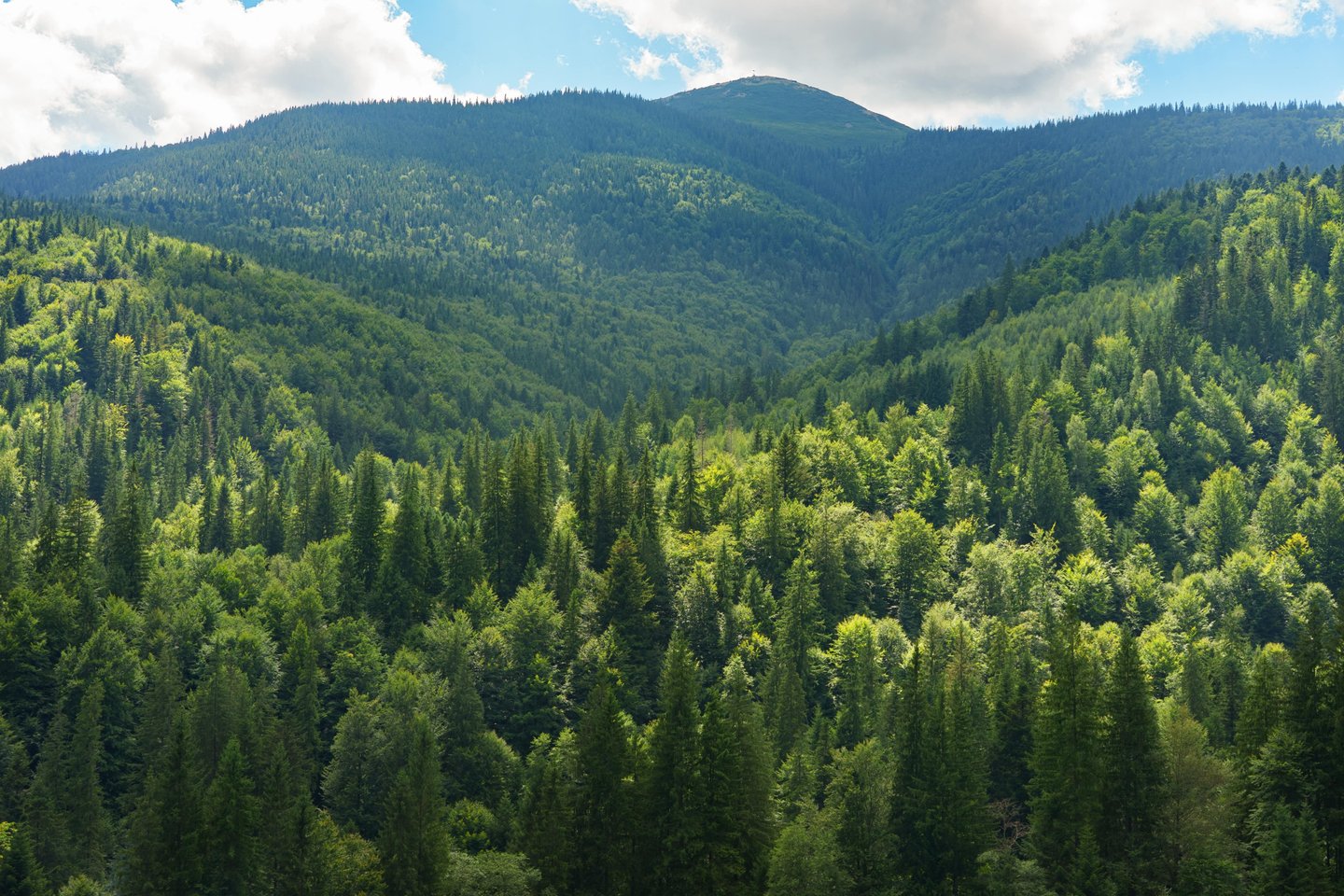 Rumo ao Net Zero, qual o papel das soluções de base natural?