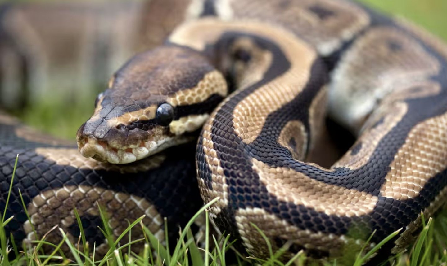 “Como uma cena de terror”. Instituição de resgate animal salva 70 cobras que não eram alimentadas há mais de um ano